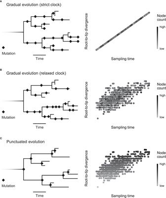 Detecting punctuated evolution in SARS-CoV-2 over the first year of the pandemic